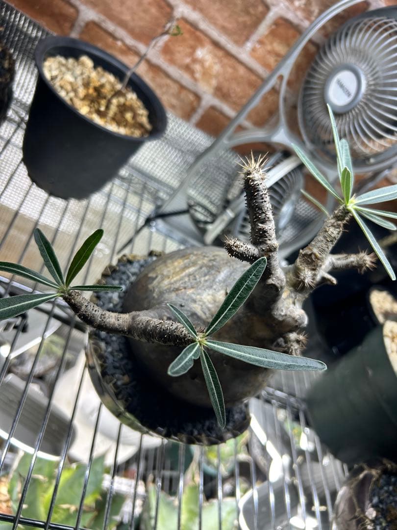 パキポディウムグラキリス　現地球　4〜6(2/2撮影)