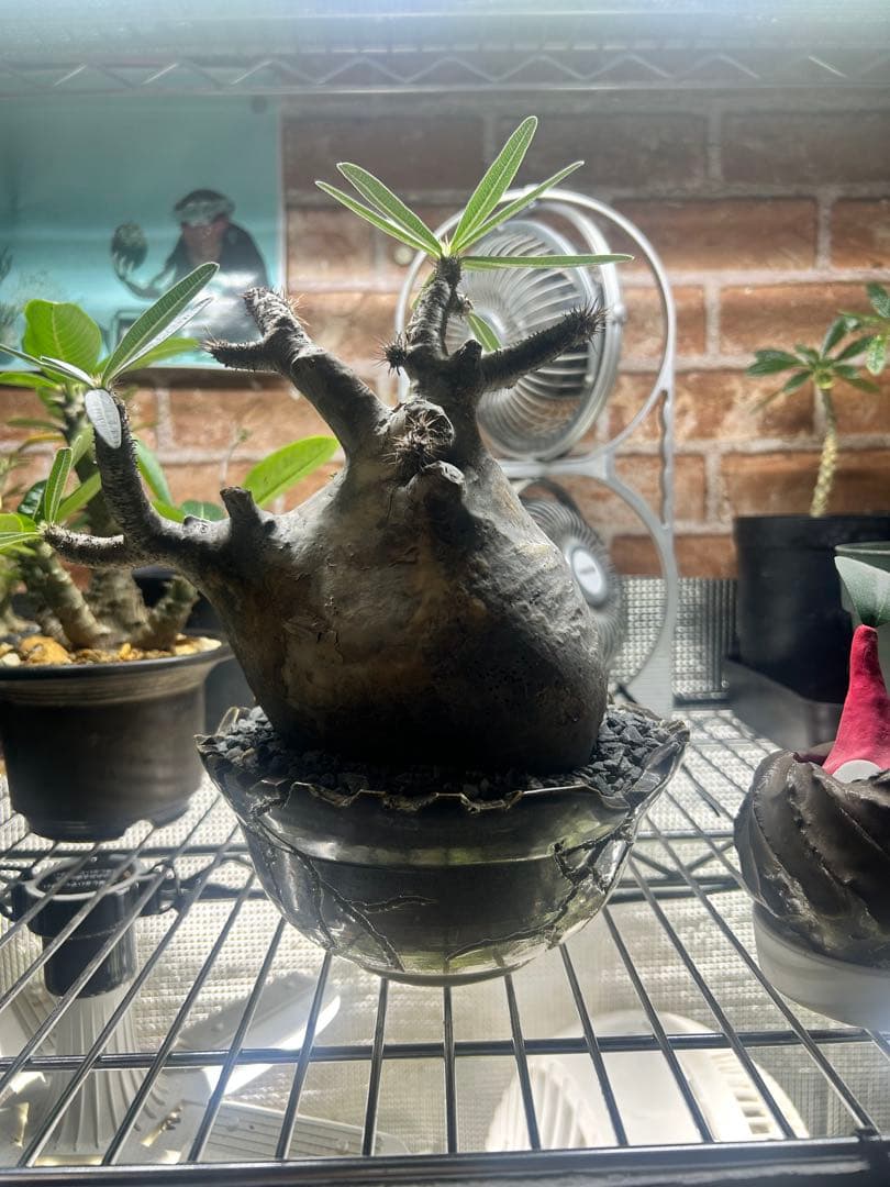 パキポディウムグラキリス　現地球　4〜6(2/2撮影)