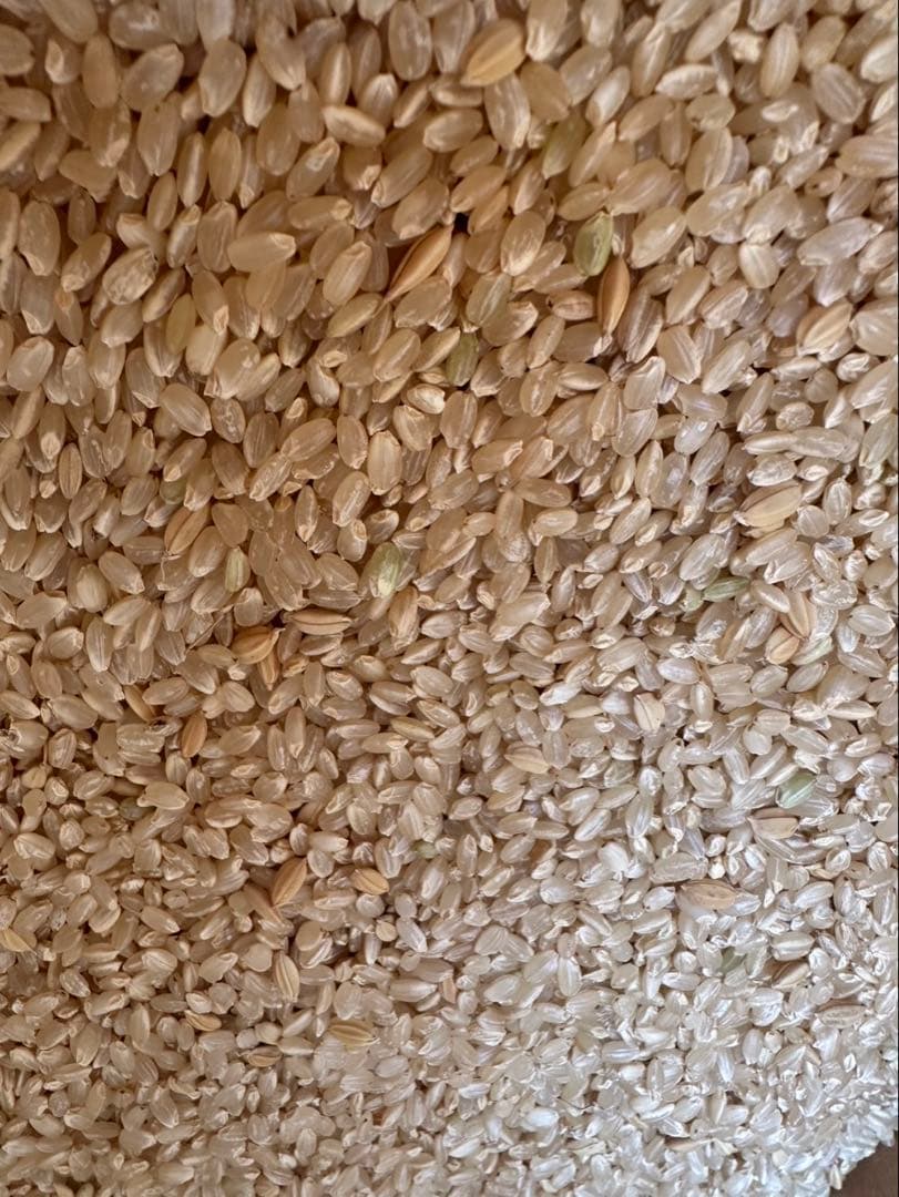限定　玄米　もみ混じり　玄米　30kg 米　ご飯