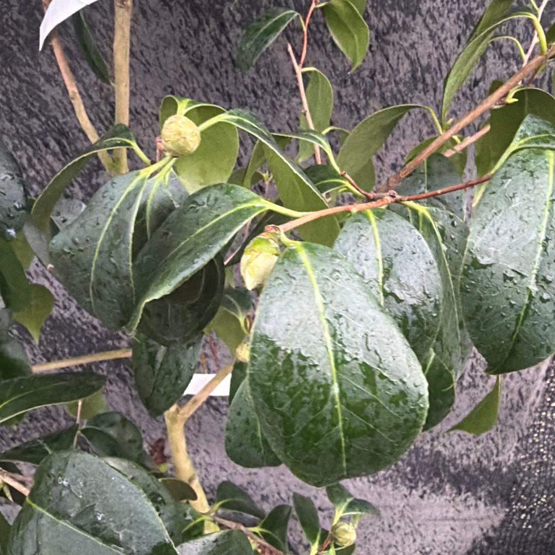 友久様ご確認苗楼蘭(ろうらん)と出雲紫