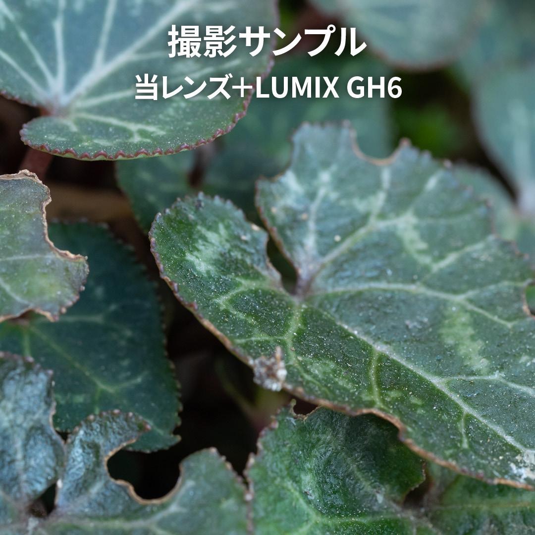 訳あり特価｜M.ZUIKO DIGITAL ED 60mm F2.8 Macro