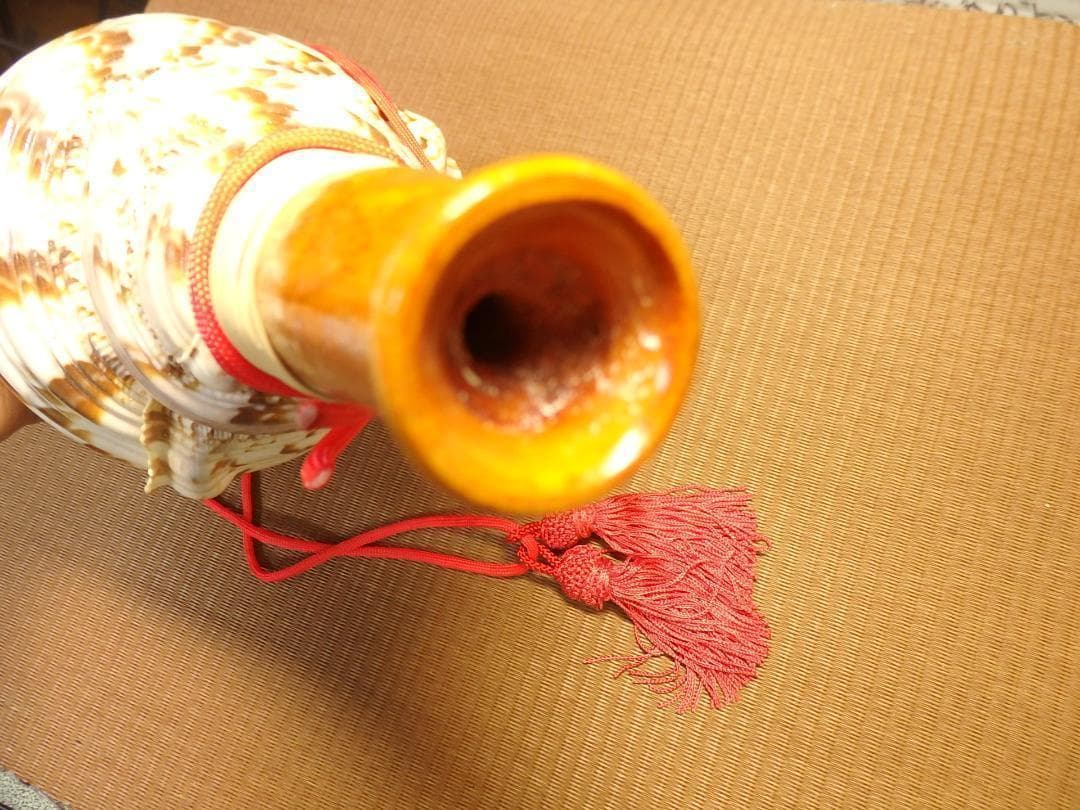 法螺貝 約36.5㎝ 木製歌口,赤紐付　新品　 MH-420