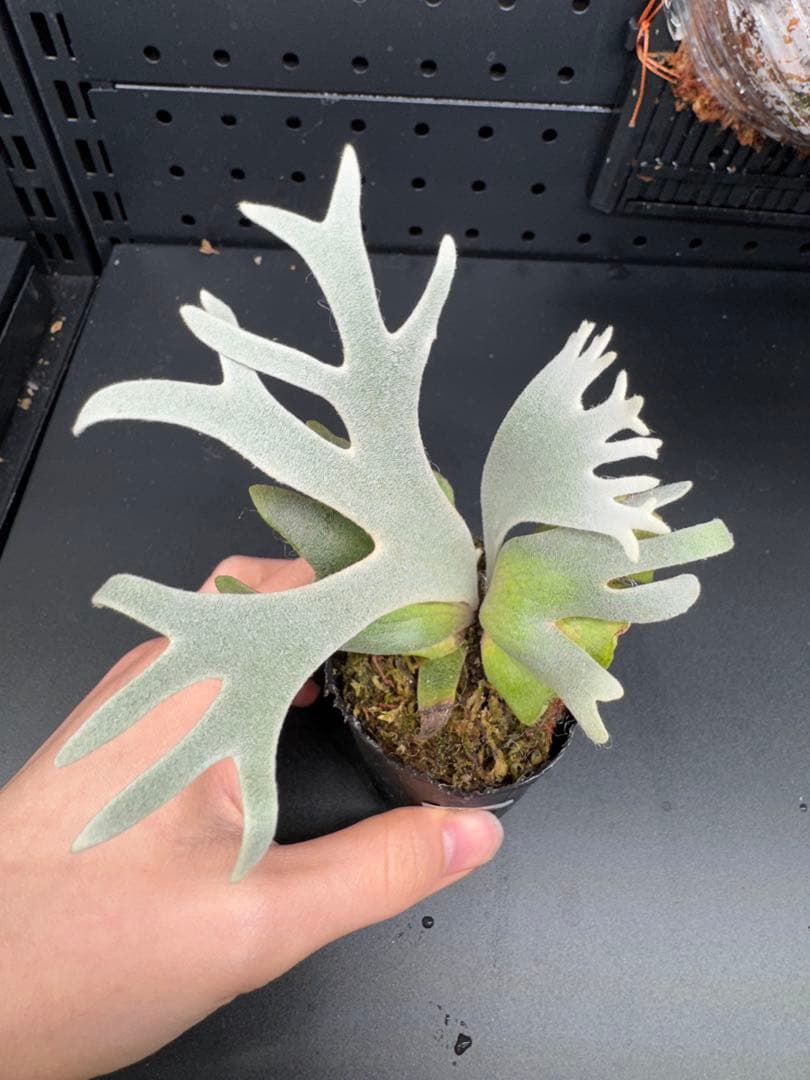 【平凡之鹿】ビカクシダ YMDS Totoro HHRナーセリータグ付け#071