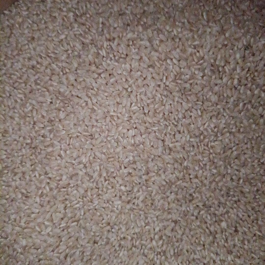 玄米　きぬむすめ　令和7年度産　静岡県　20kg