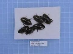 plants様 リクエスト 4点 まとめ商品