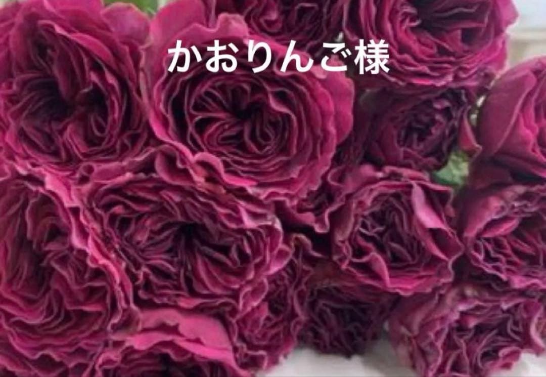 バラ苗　購入前にコメント
