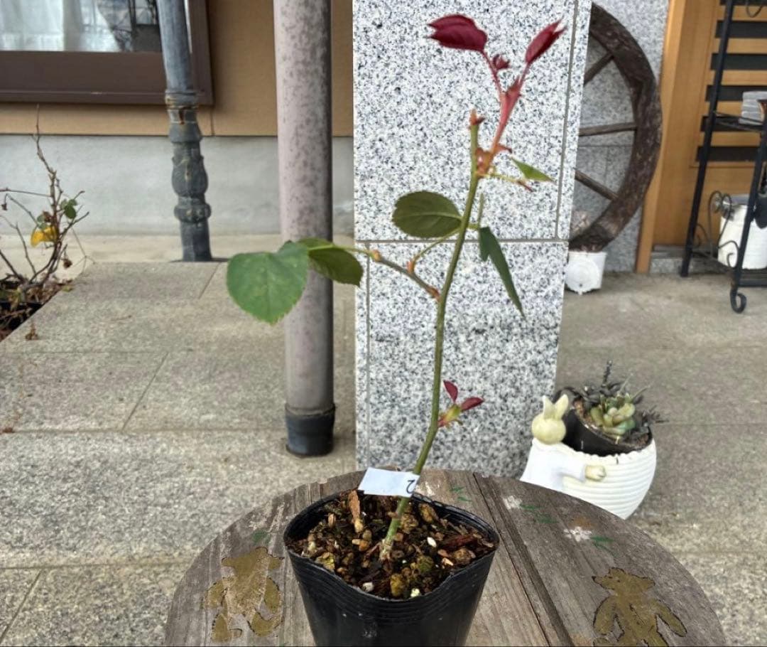 バラ苗　購入前にコメント
