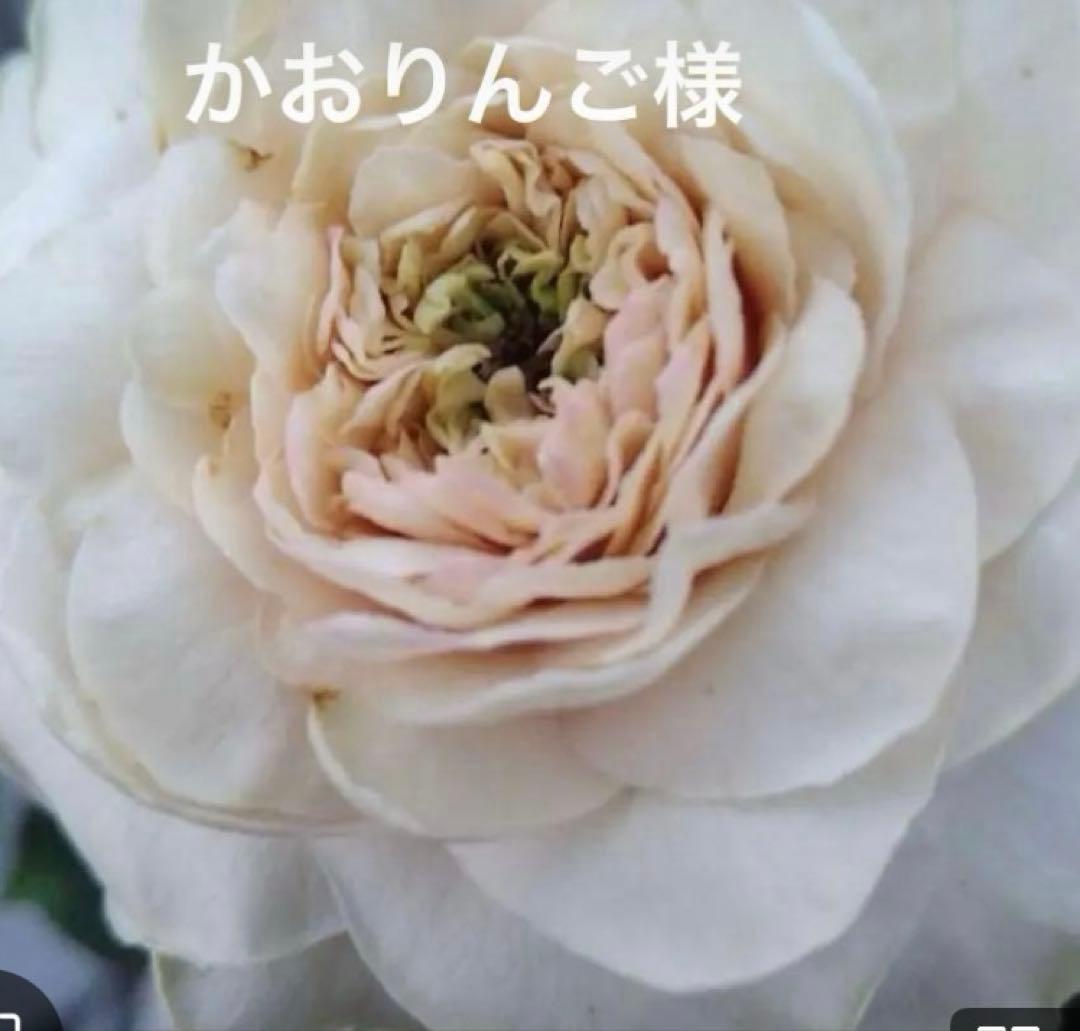 バラ苗　購入前にコメント