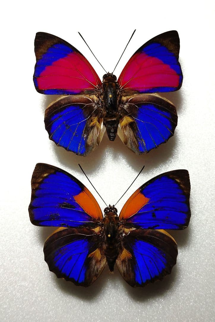 外国産蝶標本‼️美麗翔ぶジャングルの宝石　アグリアス２種類セット
