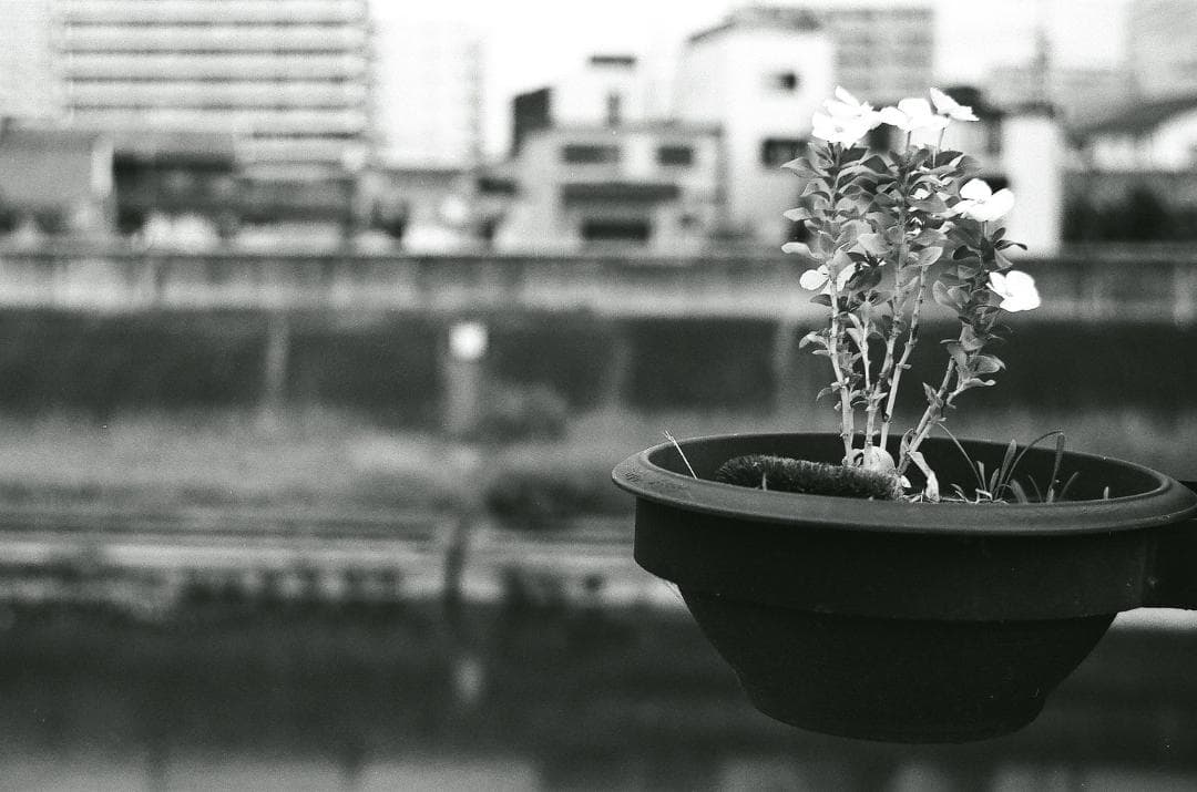 完動美品・バルナックライカⅲC・実写確認済・作例有