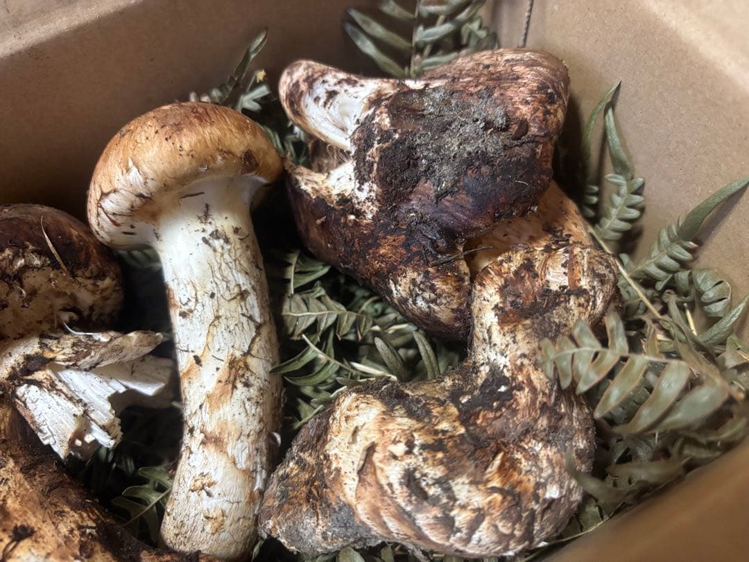 岩手県産松茸404g訳あり品