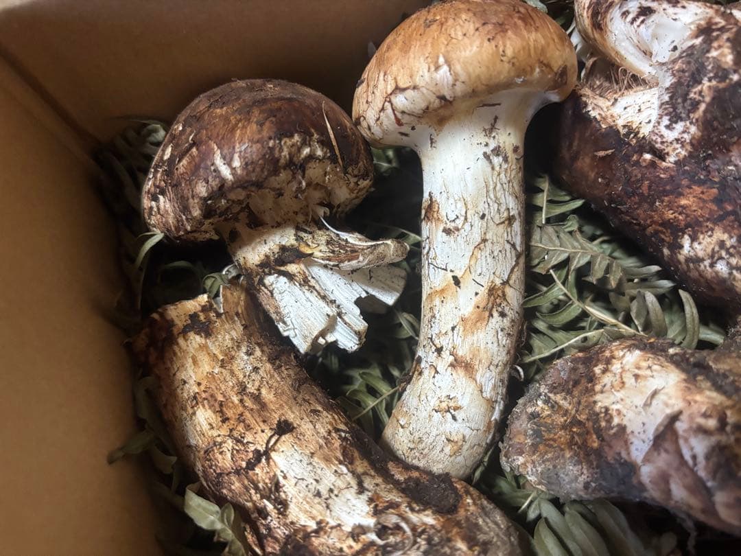 岩手県産松茸404g訳あり品