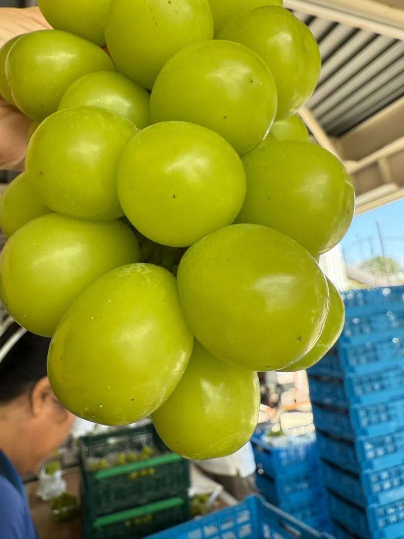 山梨県シャインマスカット5kgクール便