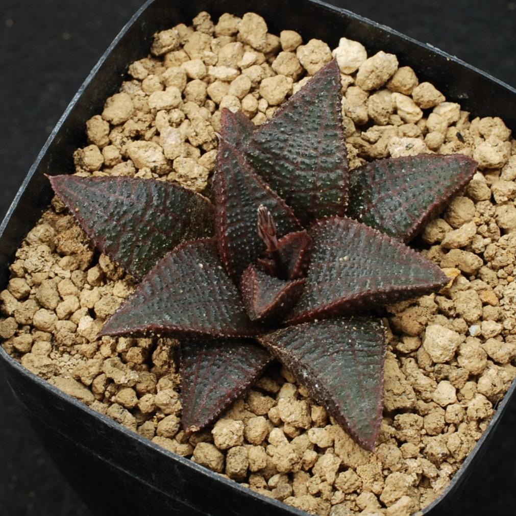 しょ－ちゃんさん専用　ハオルチア　マクマトリー　多肉植物