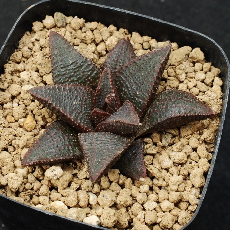 しょ－ちゃんさん専用　ハオルチア　マクマトリー　多肉植物