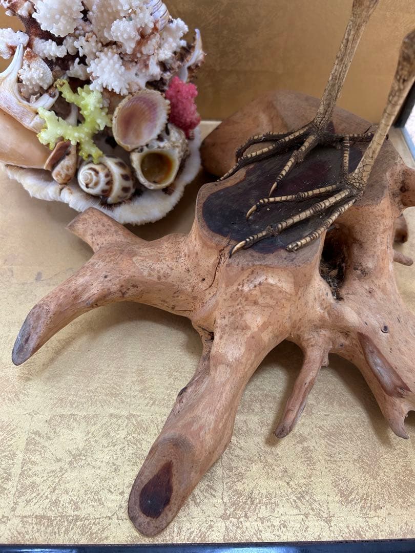 ゴイサギの剥製 ガラスケース入り