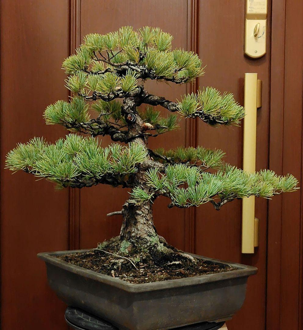 五葉松盆栽！