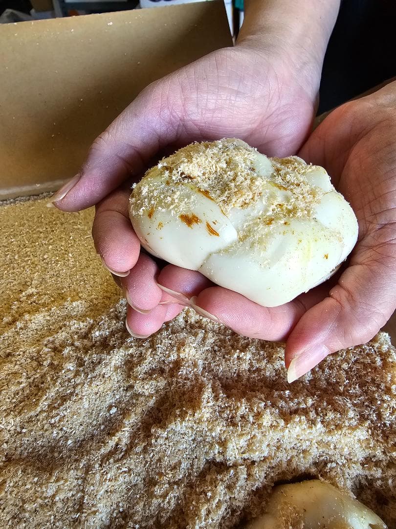 aoi-soranomukou様用　百合根　ゆりね　特大2L　33個入り　5K