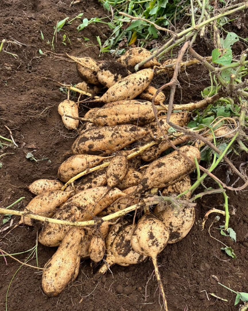 種子島安納いも Sサイズ 黄金 20kg