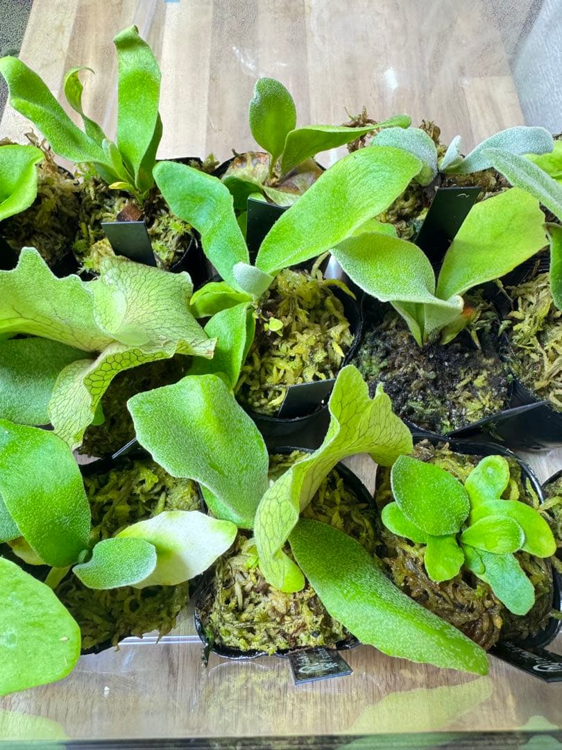 ビカクシダ　15種　ラスト