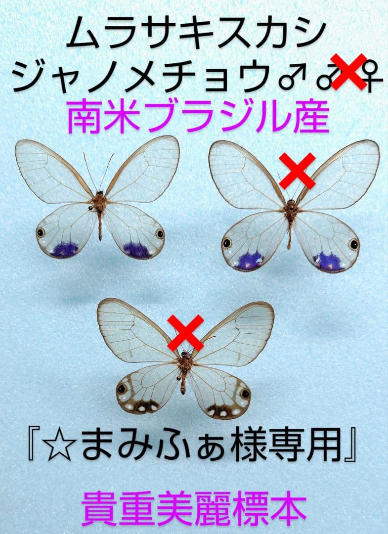 ★『まみふぁ★ムラサキシキブジャノメチョウ ♂標本