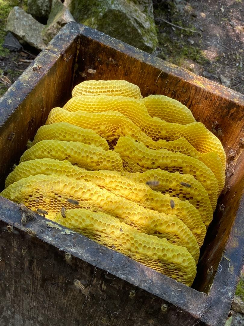 ハチミツ　日本蜜蜂の蜂蜜　奥山の奥のはちみつ　巣箱違い谷違いのハチミツ４種