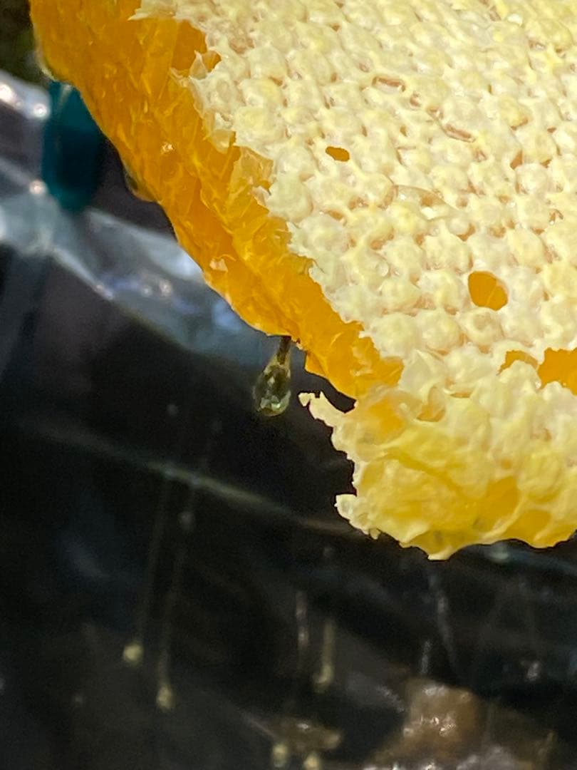 ハチミツ　日本蜜蜂の蜂蜜　奥山の奥のはちみつ　巣箱違い谷違いのハチミツ４種