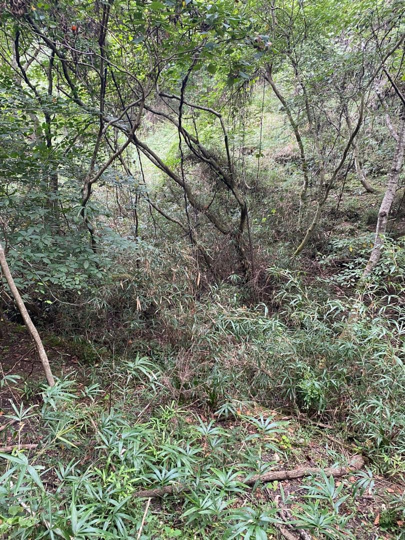 ハチミツ　日本蜜蜂の蜂蜜　奥山の奥のはちみつ　巣箱違い谷違いのハチミツ４種
