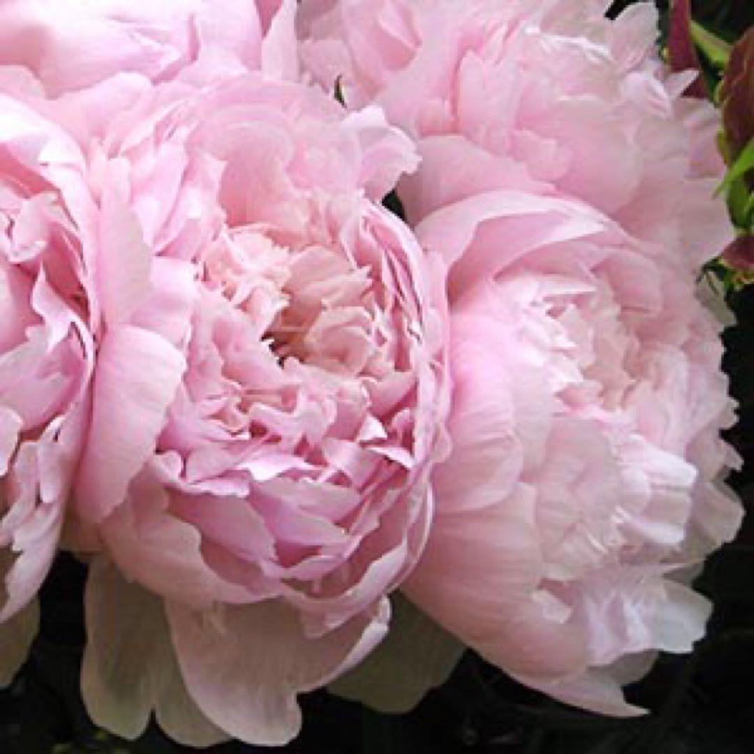 化粧水・ローション・トナー Byacco chan