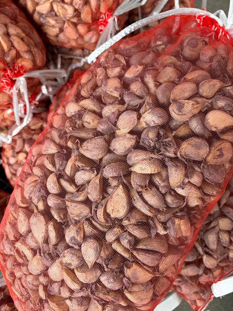 青森県産 福地ホワイト六片 にんにく 種用 中 10ｋｇ 消毒