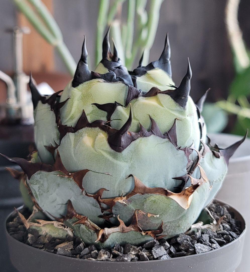 【龍皆歡さま専用】ブラック&ブルー　BB 　標本株