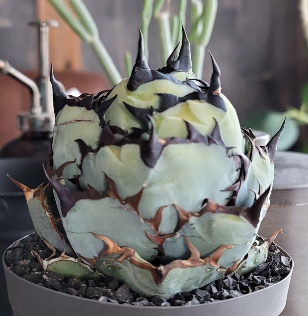 【龍皆歡さま専用】ブラック&ブルー　BB 　標本株