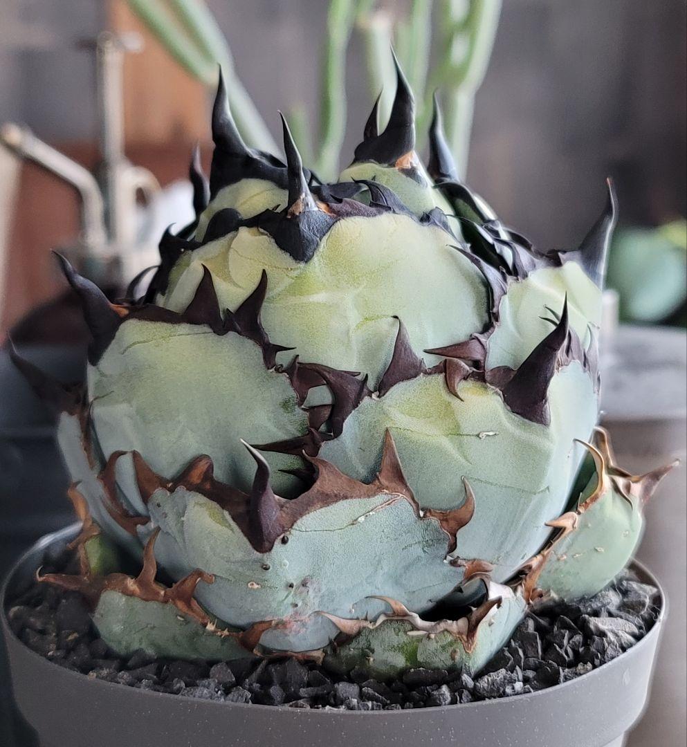 【龍皆歡さま専用】ブラック&ブルー　BB 　標本株