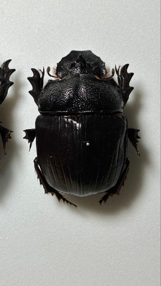 昆虫標本 巨大種　オウサマナンバンダイコクコガネ 大型ペア65×61