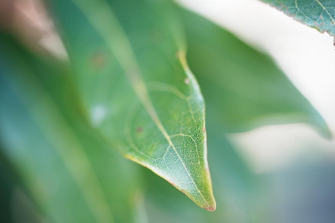 【至高の標準】動作◎ オリンパス Zuiko Auto 50mm F2 397