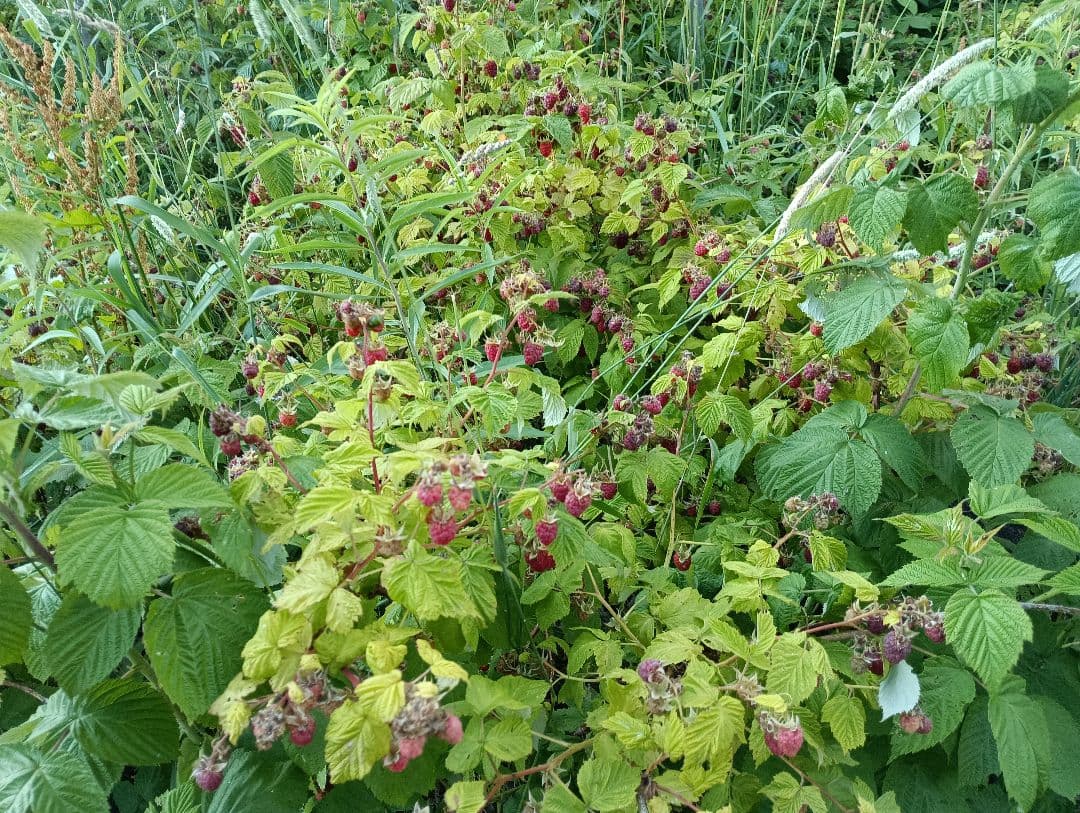 ラズベリー　 冷凍　3kg