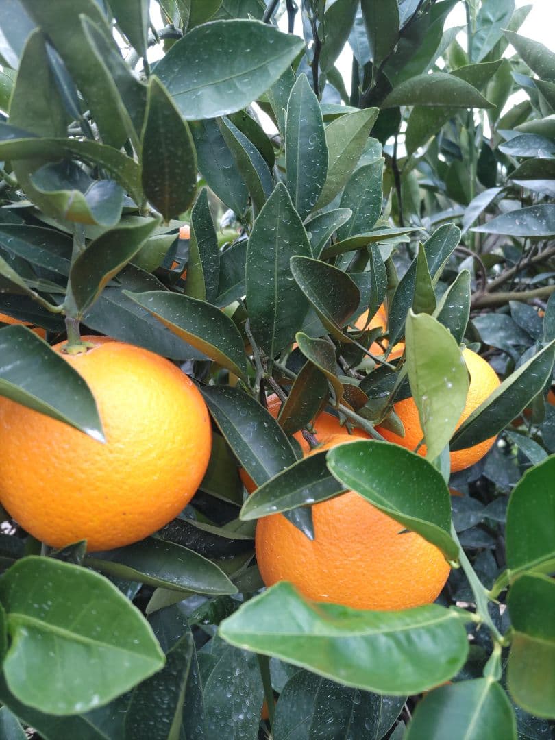 瀬戸田産 ネーブルオレンジ 20kg サイズ混合