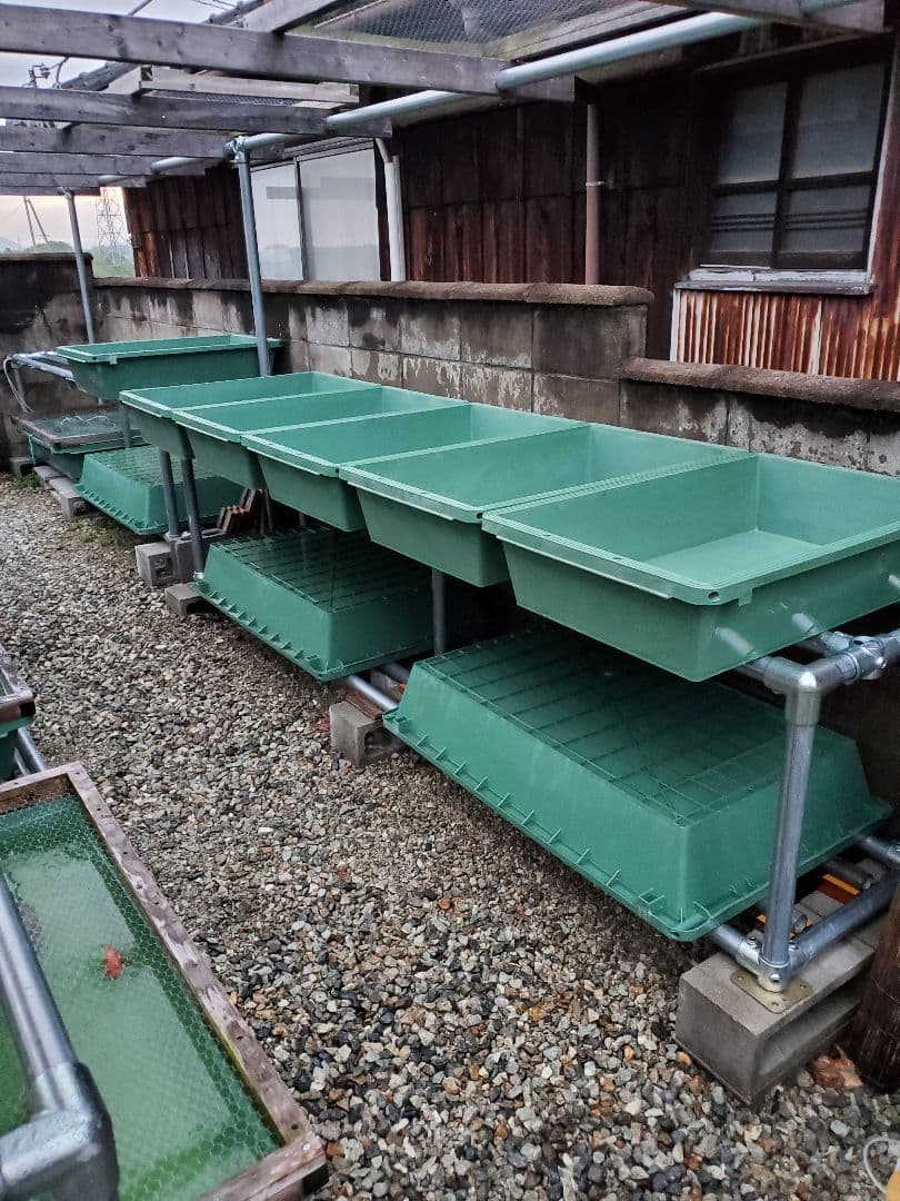 ぼん様　リスプラ船　４枚