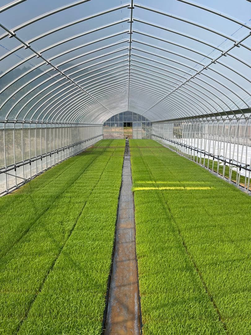 ♡最終♡令和7年千葉県いすみ市産コシヒカリ 25kg白米　無洗米　天皇献上米