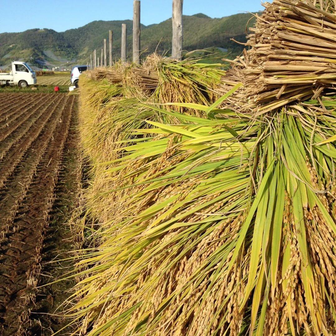 特別栽培米　つや姫　10キロ　わら屋のお米　自然乾燥米