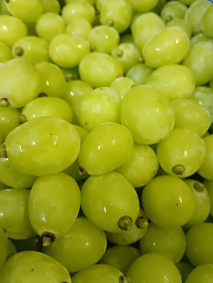 シヤインマスカット大粒グリーン多め入り3キロパック入りになります、