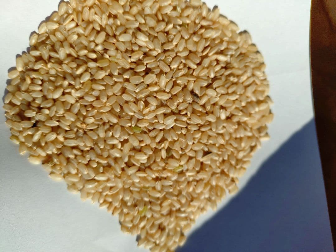 令和7年 玄米 30キロ