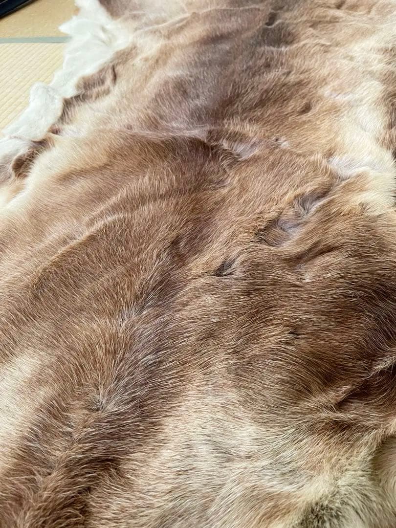 エゾシカ　敷物　毛皮　ラグ