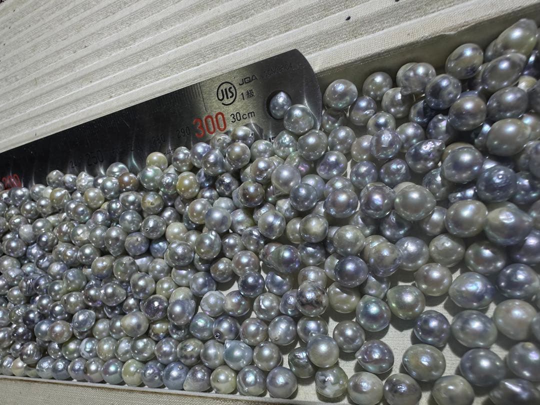 あこや真珠　パール　1630g