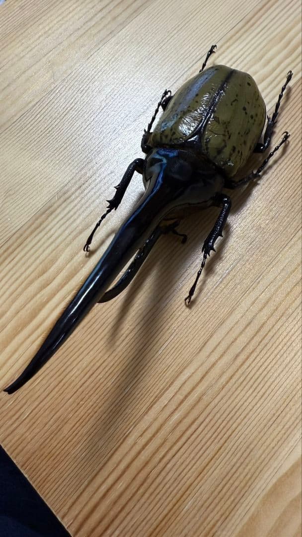 最終値下げ　ヘラクレスオオカブト　161mmペア