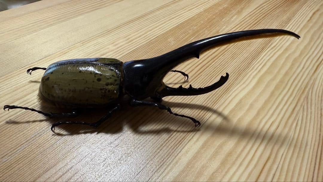 最終値下げ　ヘラクレスオオカブト　161mmペア