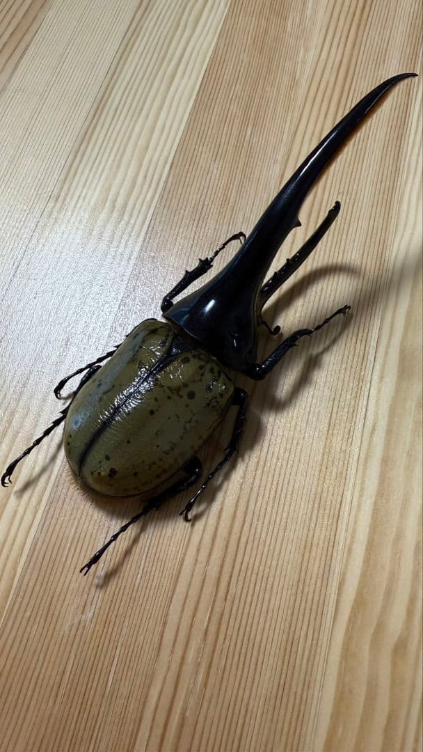 最終値下げ　ヘラクレスオオカブト　161mmペア