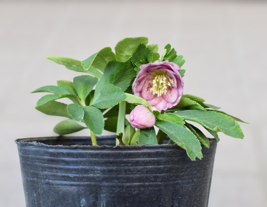 ま*か様 大木ナーサリー　デュメ系ブロッチhyb　クリスマスローズ　開花株