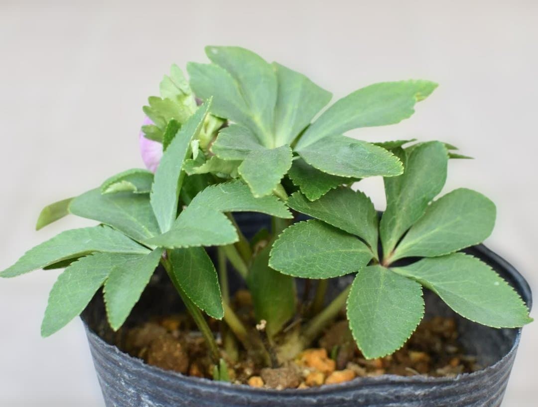 ま*か様 大木ナーサリー　デュメ系ブロッチhyb　クリスマスローズ　開花株