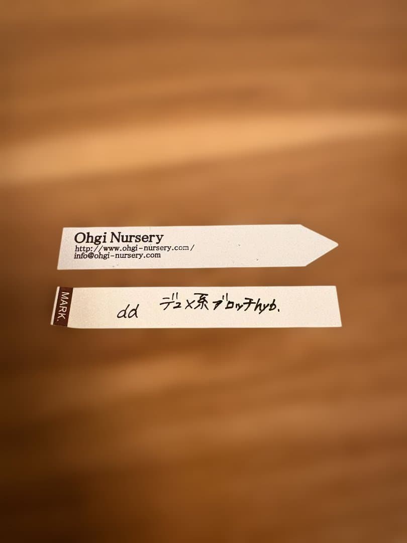 ま*か様 大木ナーサリー　デュメ系ブロッチhyb　クリスマスローズ　開花株